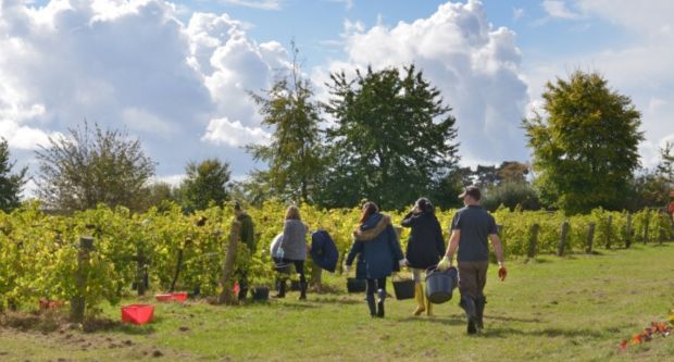 Brightwell Vineyard, Oxfordshire